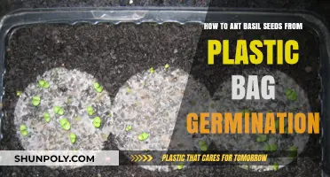 Easy Basil Seed Germination: Escape Plastic Bags with These Tips