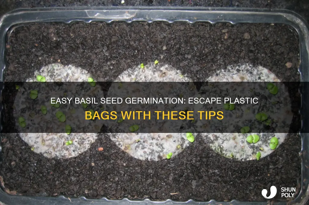 how to ant basil seeds from plastic bag germination