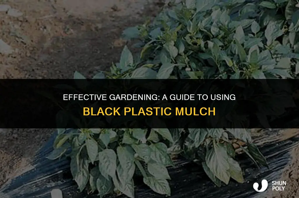 how to black plastic mulch
