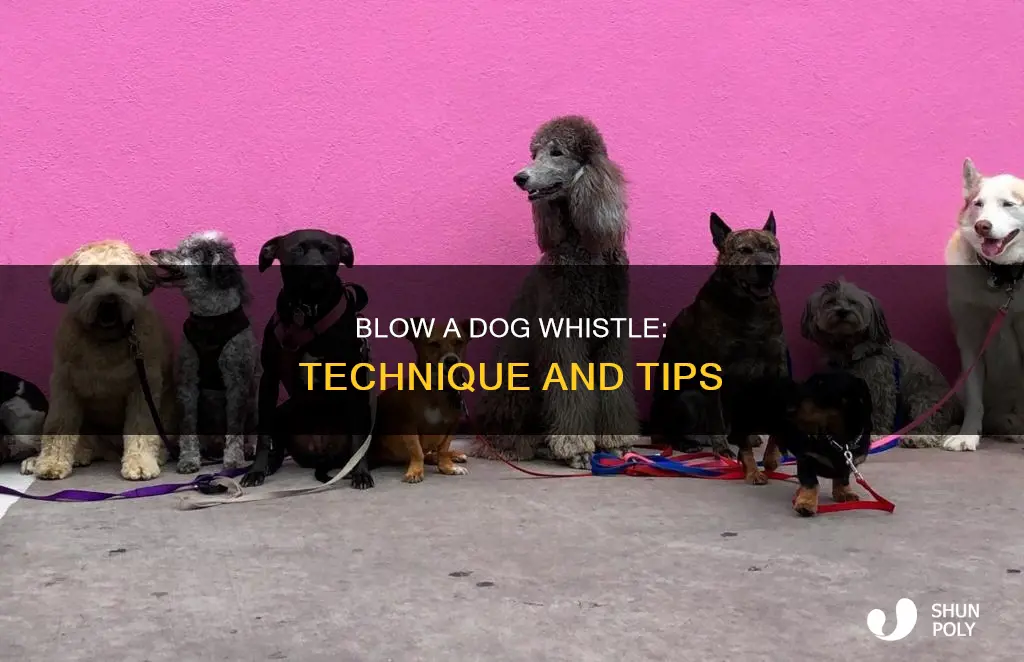 how to blow a plastic dog whistle