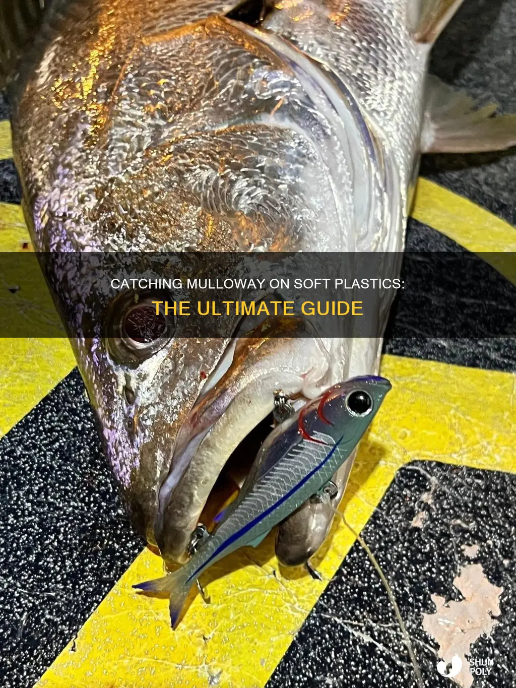 how to catch mulloway on soft plastics