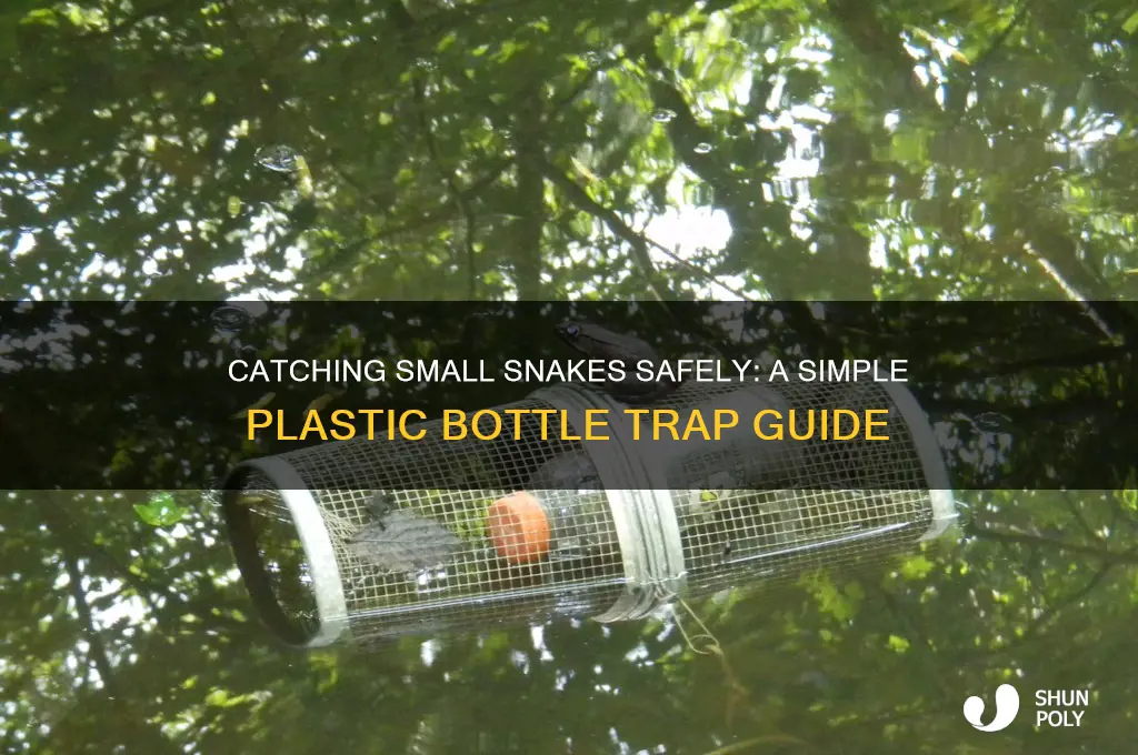 how to catch small snake plastic bottle
