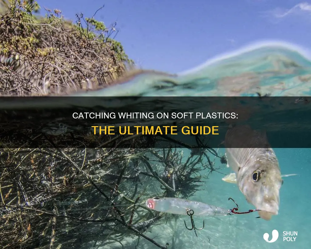 how to catch whiting on soft plastics
