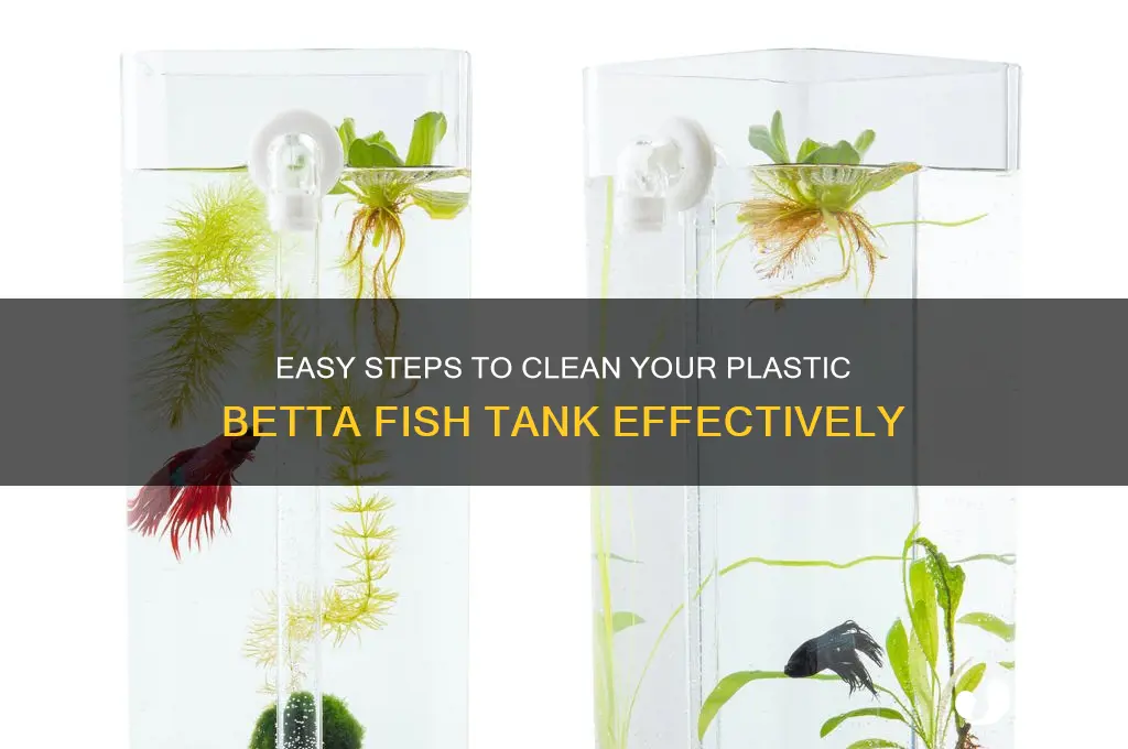 how to clean a plastic betta fish tank