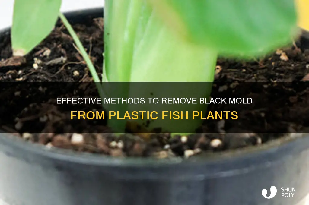 how to clean black mold off plastic fish plants