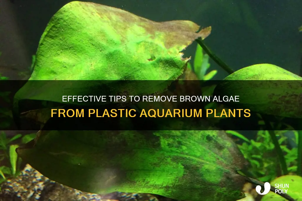 how to clean brown algae from plastic plants