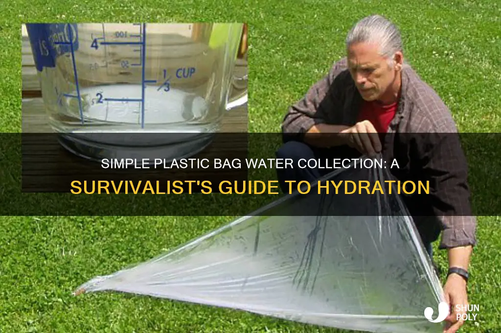 how to collect water with a plastic bag
