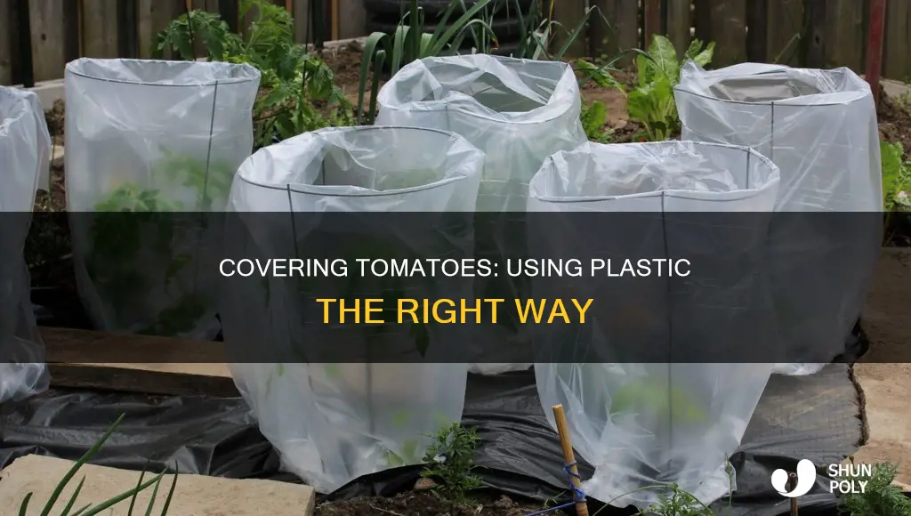 how to cover tomatoes with plastic
