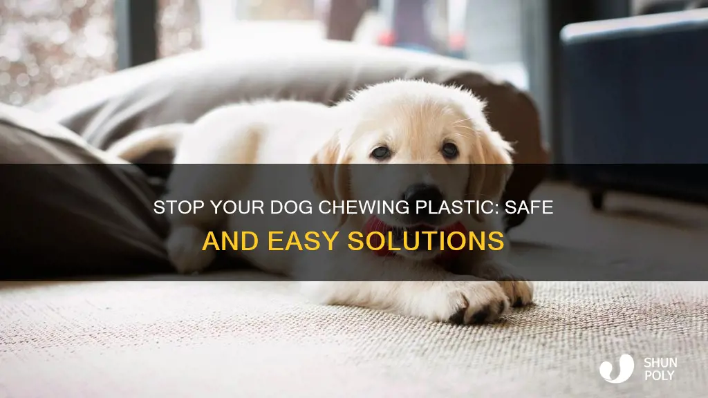 how to cure dog chewing plastic