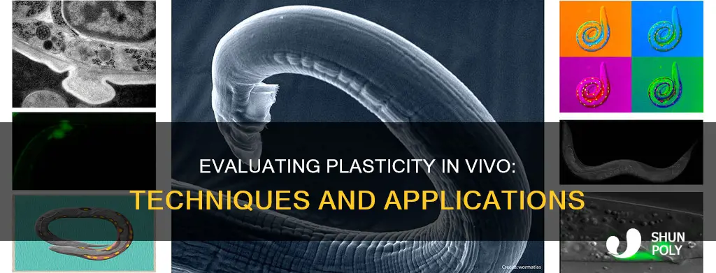 how to evaluate plasticity in vivo