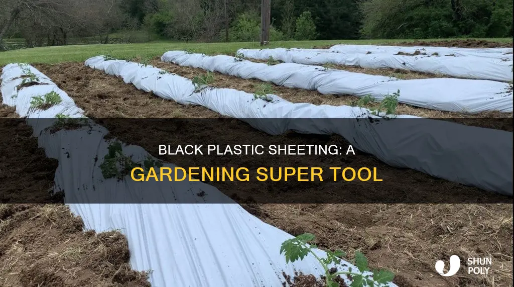 how to garden with black plastic sheeting