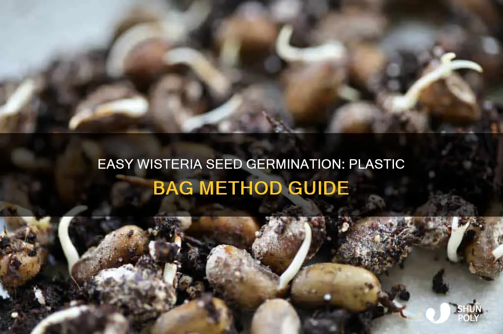 how to germinate wisteria seed in plastic bag