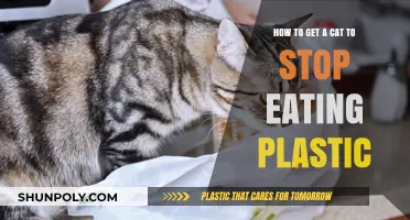 Preventing Plastic Consumption: Strategies to Keep Your Cat Safe and Healthy
