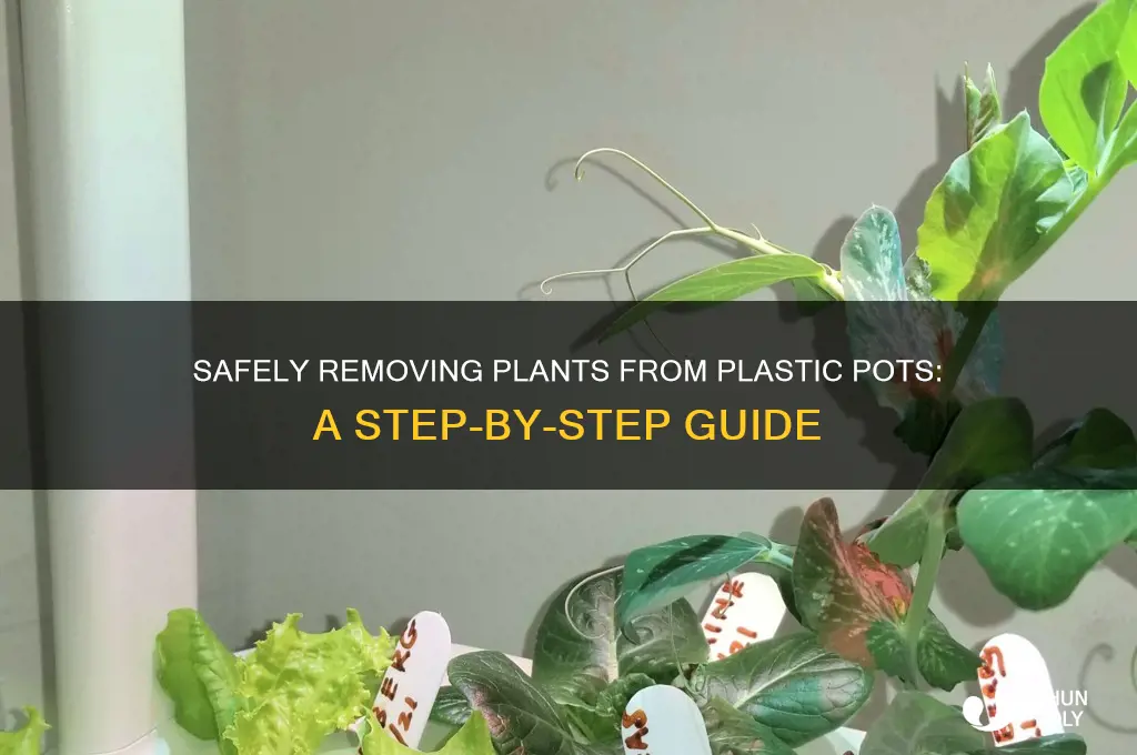 how to get a plant out of a plastic