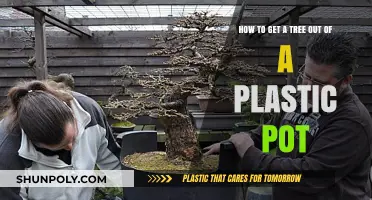 Efficiently Transplanting Trees: Removing Them Safely from Plastic Pots