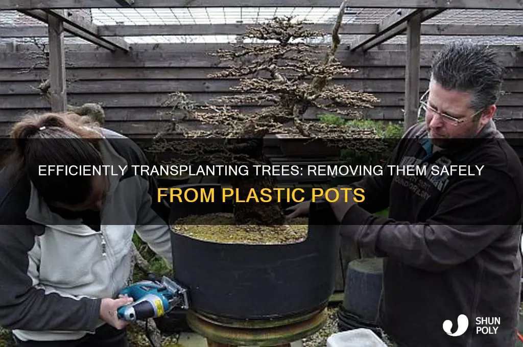 how to get a tree out of a plastic pot