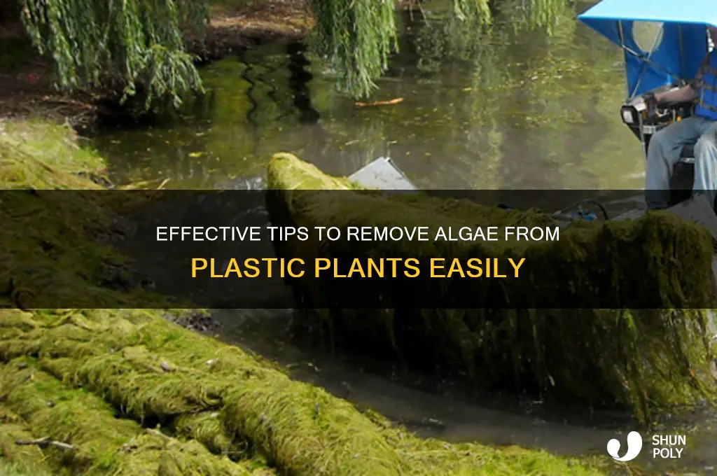 how to get algre off plastic plants
