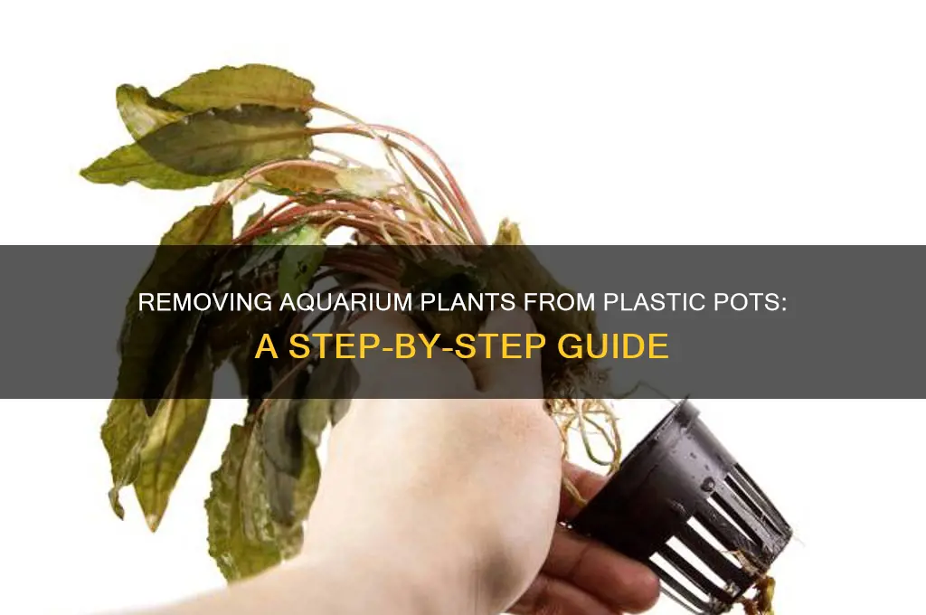 how to get aquarium plant out of plastic pot