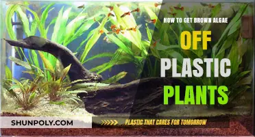 Effective Methods to Remove Brown Algae from Plastic Aquarium Plants