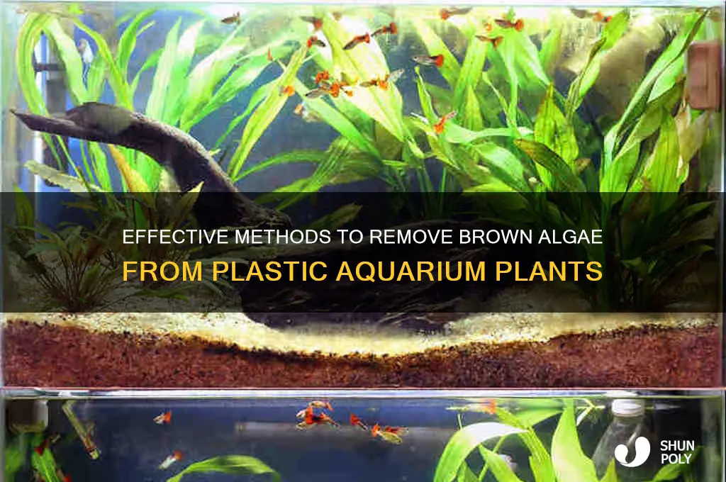 how to get brown algae off plastic plants