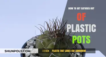 Safely Repotting Cacti: Removing Them from Plastic Pots with Ease