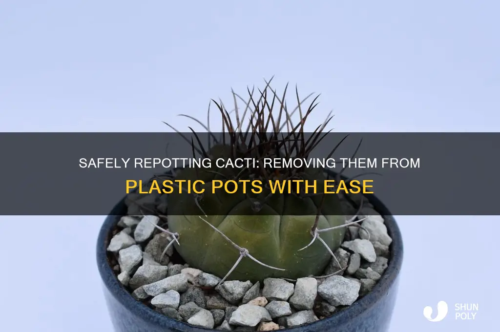 how to get catuses out of plastic pots