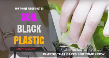 Effective Methods to Eliminate Fungus from Black Plastic Soil