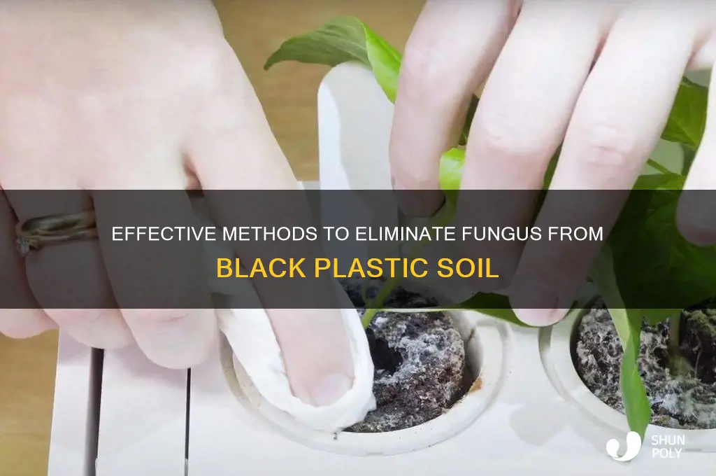 how to get fungus out of soil black plastic