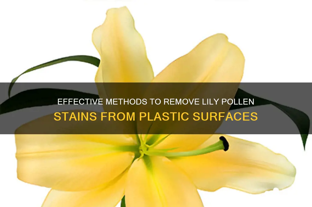 how to get lily pollen out of plastic