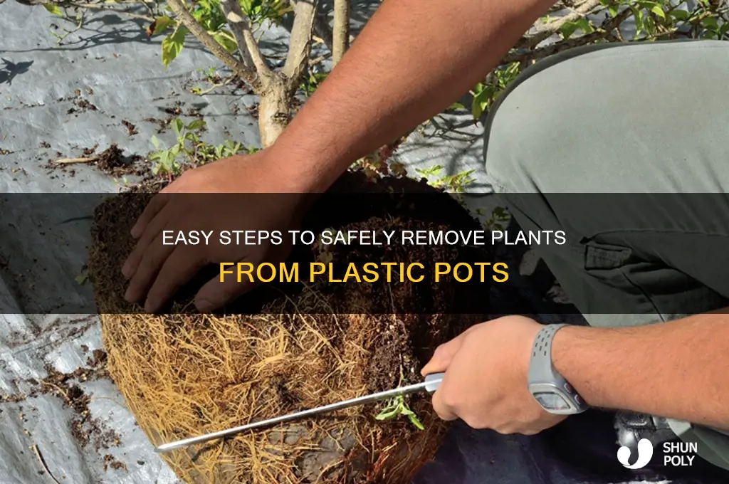 how to get plant out of plastic pot