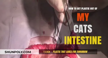 Removing Plastic from Your Cat's Intestine: A Step-by-Step Guide