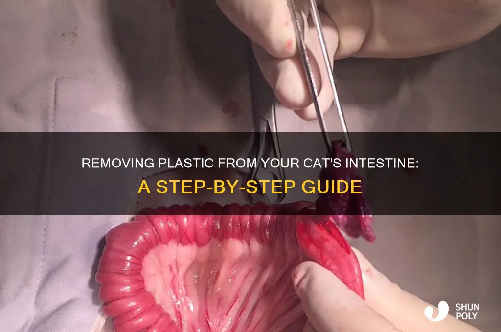 how to get plastic out of my cats intestine