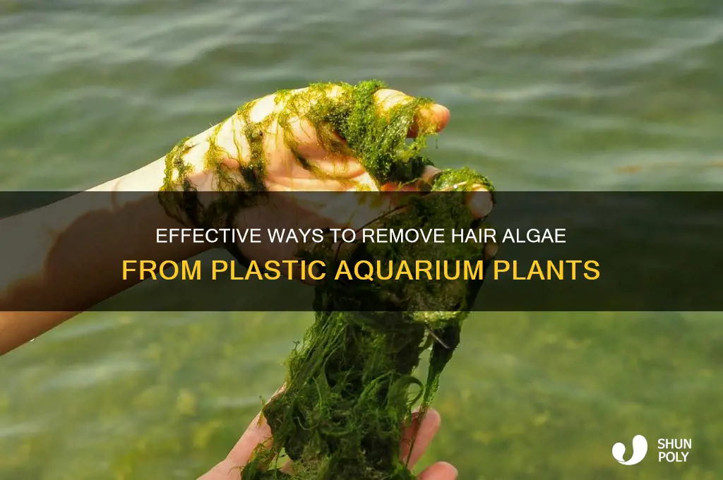how to get rid of hair algae from plastic plants