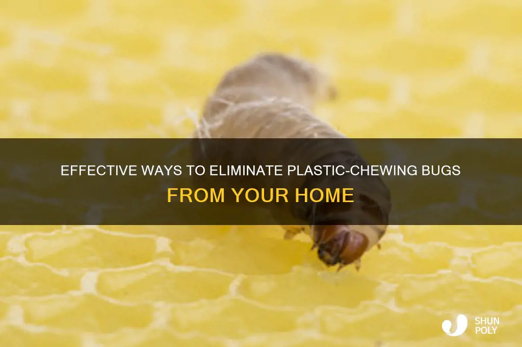 how to get rid of plastic chewing bug