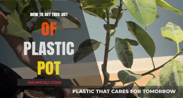 Safely Repotting Your Tree: Removing It from a Plastic Pot