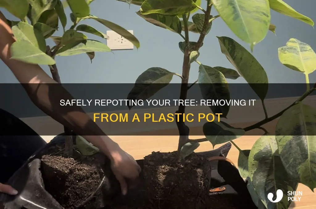 how to get tree out of plastic pot