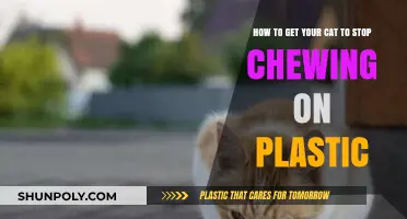 Preventing Plastic Chewing: Tips to Keep Your Cat Safe and Engaged