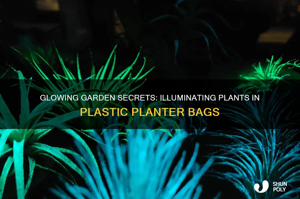 how to glow plants in a plastic planter bag