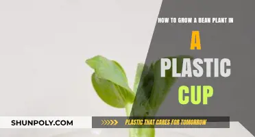 Easy Bean Plant Growth: A Step-by-Step Guide in a Plastic Cup