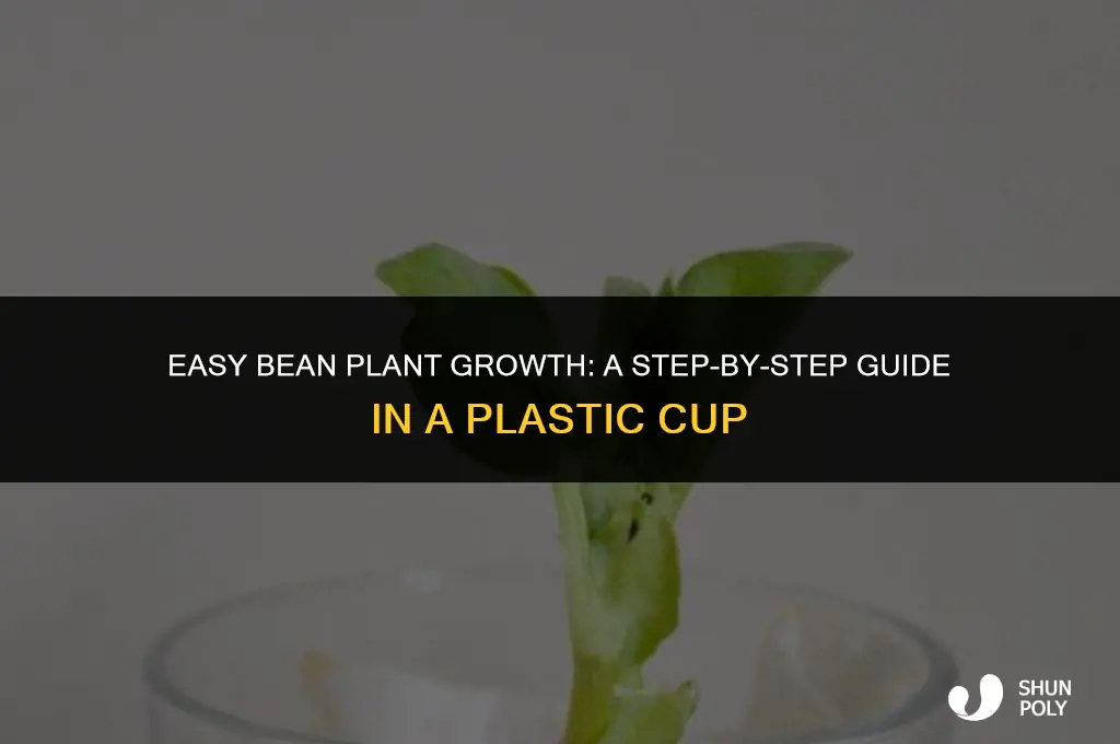 how to grow a bean plant in a plastic cup