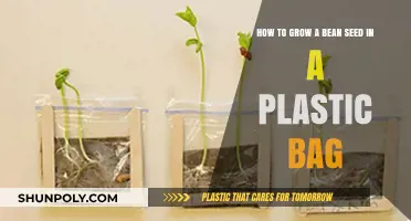 Easy Bean Sprouting: Growing Seeds in a Plastic Bag Guide