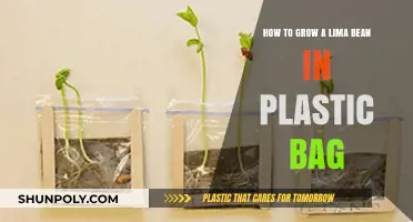 Simple Steps to Growing Lima Beans in a Plastic Bag