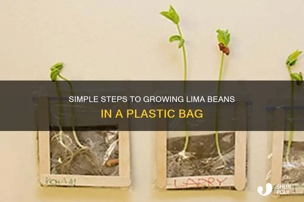 how to grow a lima bean in plastic bag