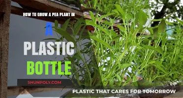 Eco-Friendly Gardening: Growing Pea Plants in Plastic Bottles Easily