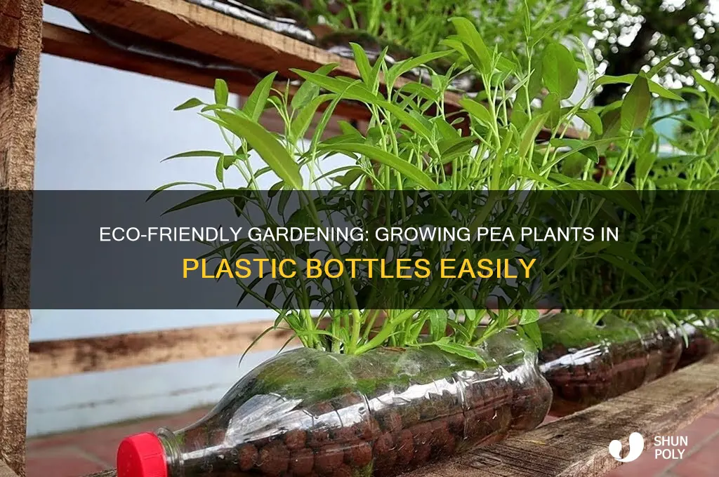 how to grow a pea plant in a plastic bottle