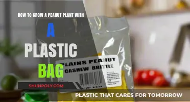 Easy Plastic Bag Method for Growing Peanut Plants at Home