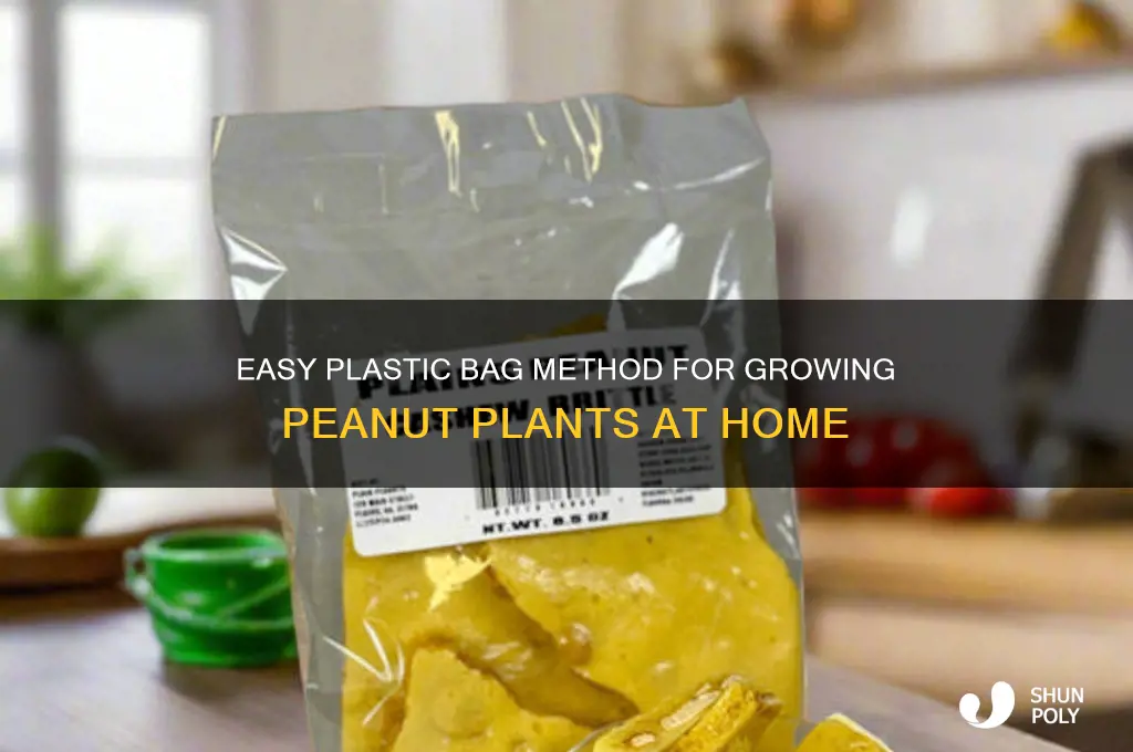 how to grow a peanut plant with a plastic bag