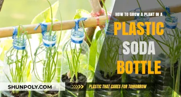 Eco-Friendly Gardening: Growing Plants in Plastic Soda Bottles