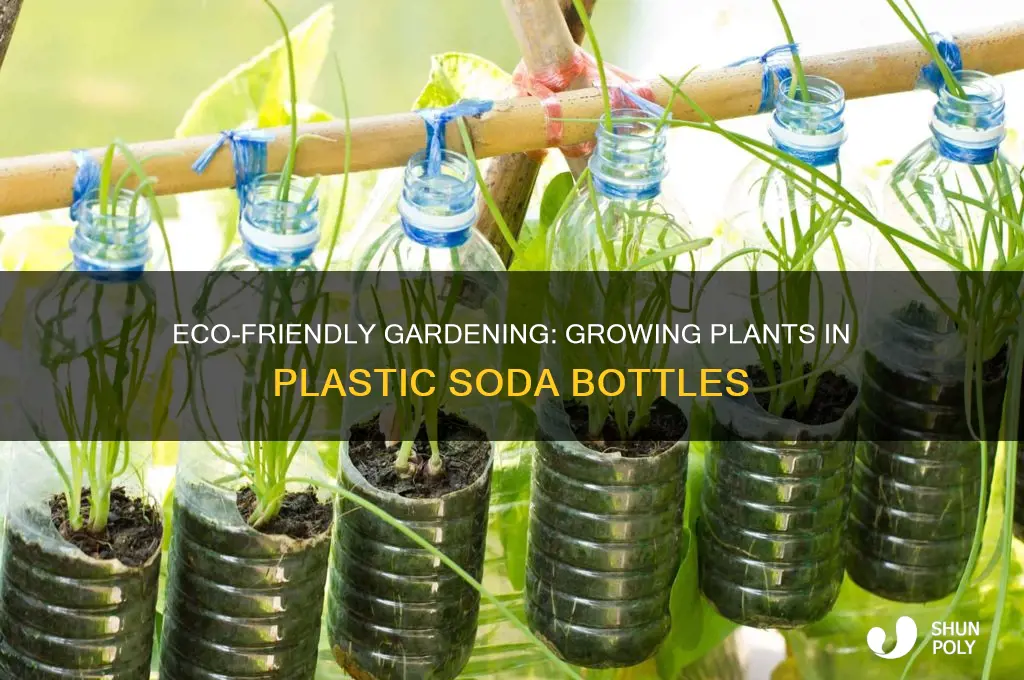 how to grow a plant in a plastic soda bottle