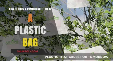 Growing Pomegranates in Plastic Bags: A Simple Step-by-Step Guide